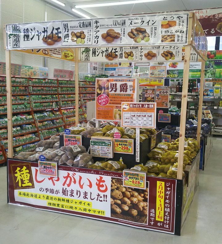 野菜苗入荷情報 ジャガイモの植え付けのシーズンです Hc佐和田店